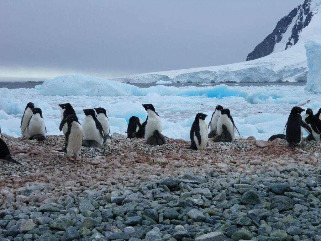 Nesting Adélie penguins on Pourquoi Pas Island in Antarctica. Courtesy of Michael Polito/University of California Santa Cruz
